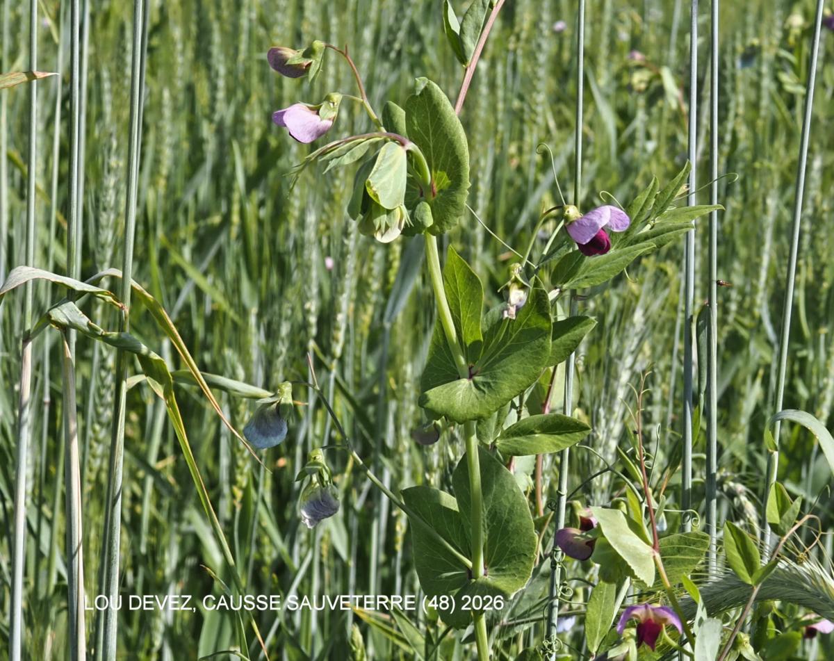 Pea, [Wild] plant